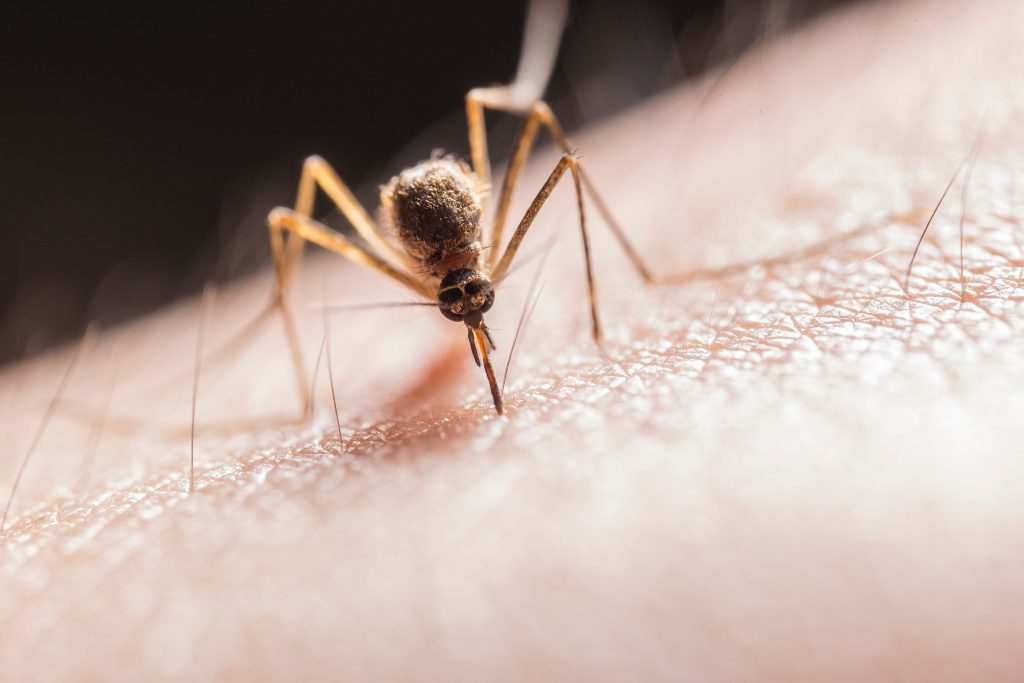 Spray na komary – co wybrać
